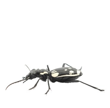 Egyptian Predator Beetle